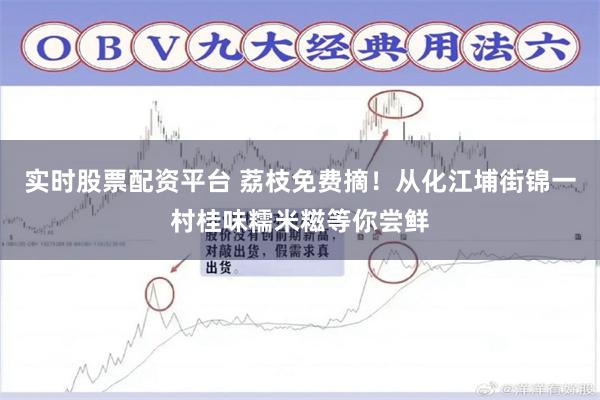 实时股票配资平台 荔枝免费摘！从化江埔街锦一村桂味糯米糍等你尝鲜
